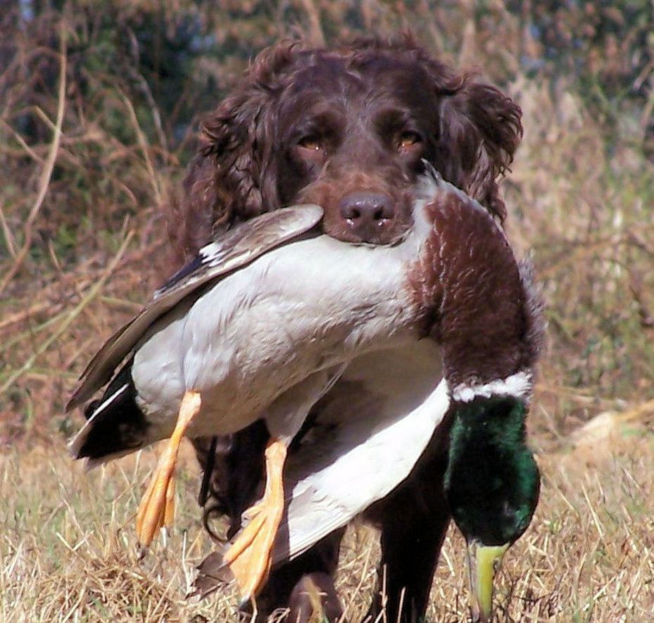 Boykin Training South Carolina Webfoot Retrievers