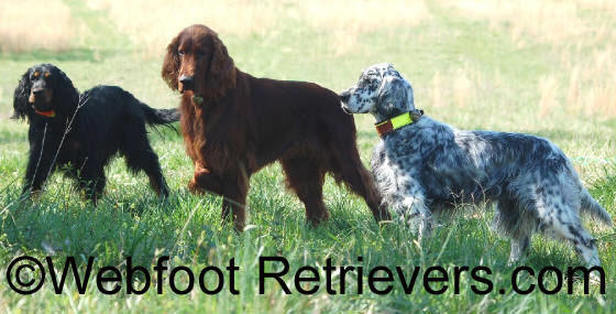 Bird Dog Training South Carolina Webfoot Retrievers.com