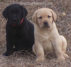 English Labrador Retriever Puppies South Carolina Webfoot Retrievers