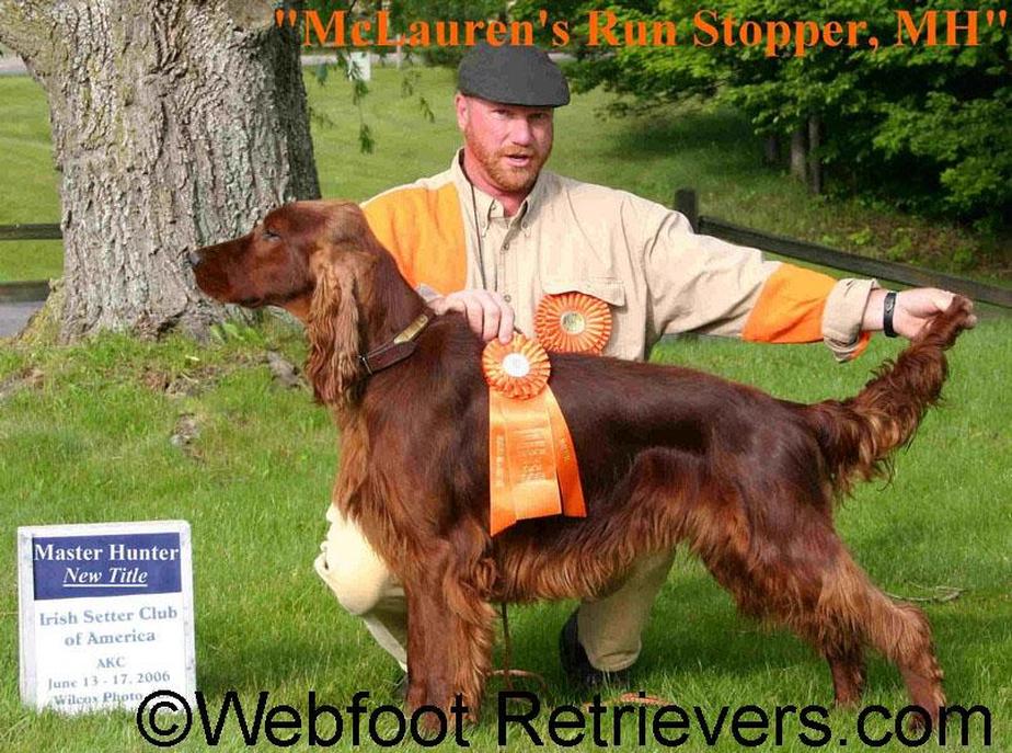 Bird Dog Training South Carolina Webfoot Retrievers
