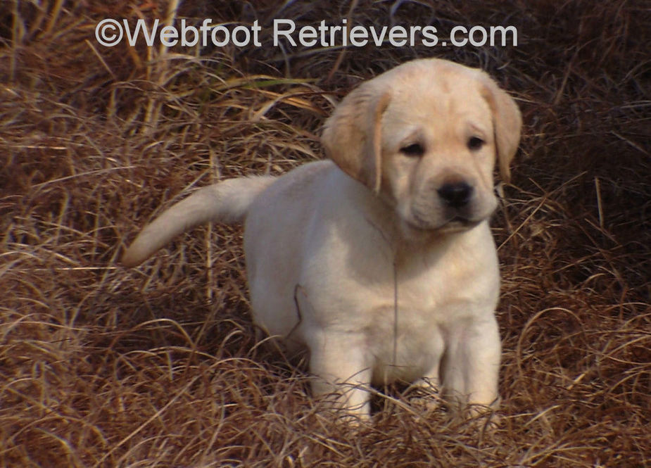 English Labrador Puppies South Carolina Webfoot Retrievers