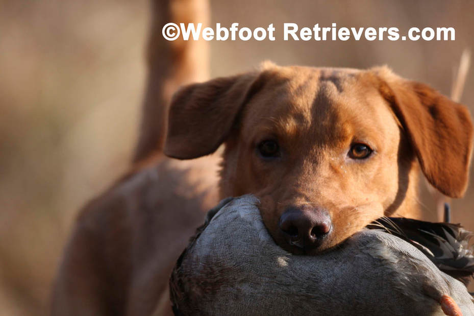 Labrador Retriever Trainer South Carolina Webfoot Retrievers