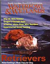 Chesapeake Bay Retriever Training South Carolina Webfoot Retrievers