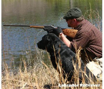 English Labrador Retriever Training South Carolina Webfoot Retrievers