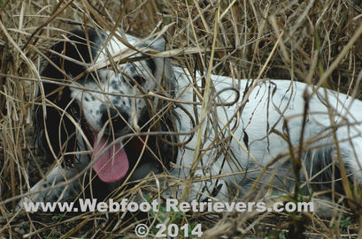 English Cocker Spaniel Training South Carolina Webfoot Retrievers