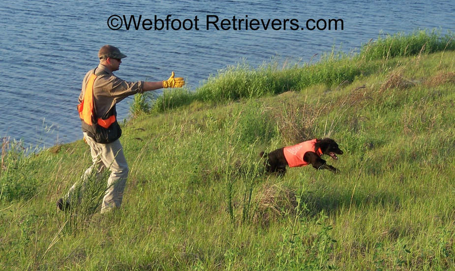Spaniel Flushing Training South Carolina Webfoot Retrievers