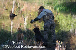 Labrador Retriever Training South Carolina Webfoot Retrievers