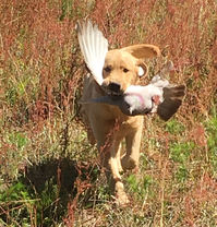 Labrador Retriever Trainer South Carolina Webfoot Retrievers