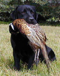 Labrador Retriever Trainer South Carolina Webfoot Retrievers