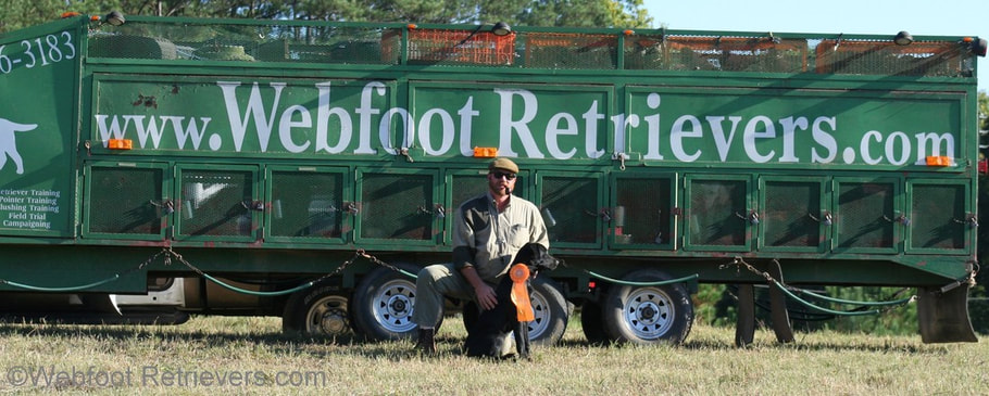 LAbrador Retriever Training South Carolina Webfoot Retrievers